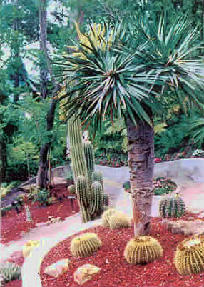 Flea's Garden